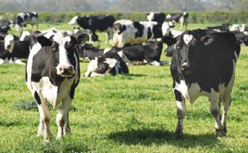 Сравнение данных по различным материалам матрасов