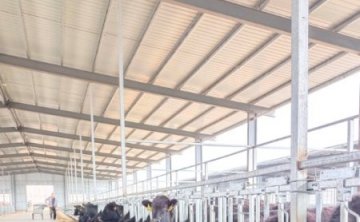 Установка резинового коврика на ферме по разведению крупного рогатого скота